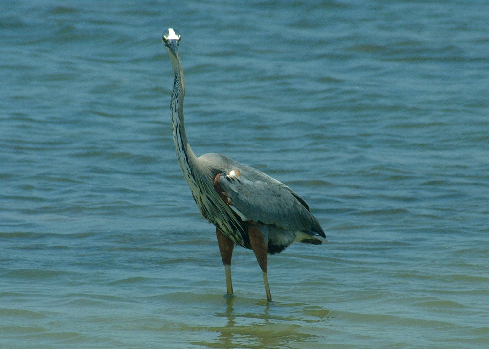 (21) Dscf5284 (great blue heron).jpg   (1000x715)   250 Kb                                    Click to display next picture